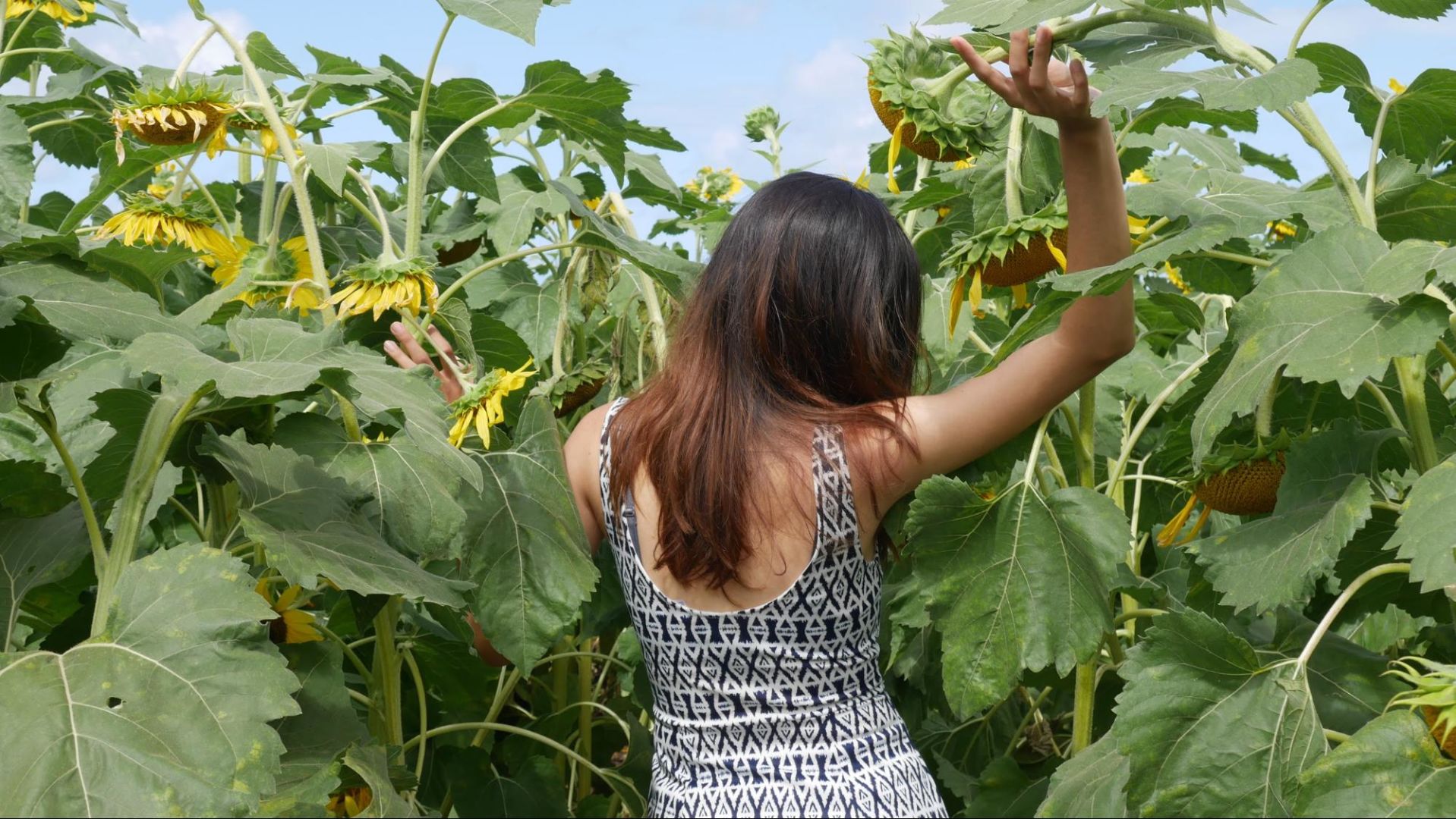 Waimanalo Country Farms